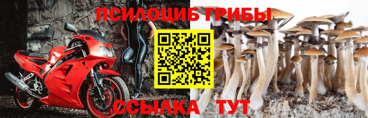 Псилоцибиновые грибы Psilocybe Полевской